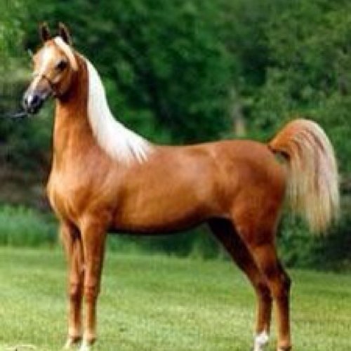 loveronaldo10's profile picture. من انتم