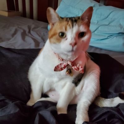 ThisCensor41243's profile picture. 