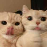 ‏ًً (@pip8r) 's Twitter Profile