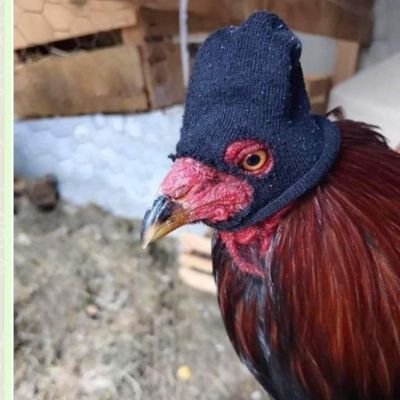 Bikergu46497556's profile picture. 