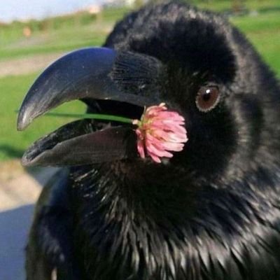 crowcrowさんのプロフィール画像