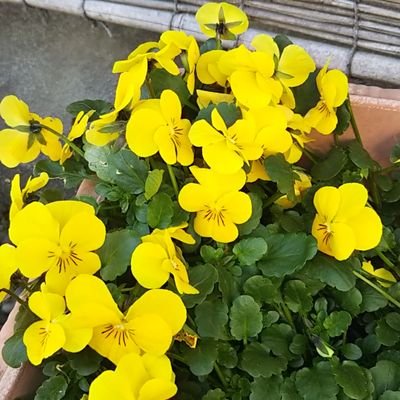 NNmDlrnxmu9ChgG's profile picture. #Tリーグ #静岡ジェード #オクシズ #静岡ジェード後援会 #破損球リサイクル #SDGs #株式会社中松 
#囲碁 #堤防釣り専門