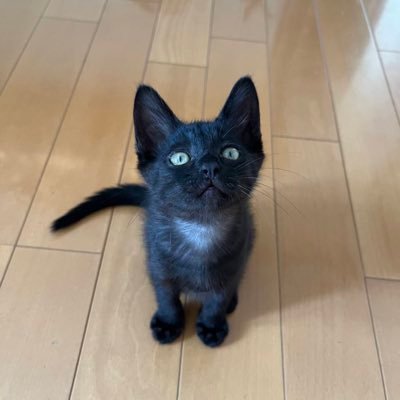 サラミ♂️推定8ヶ月食いしん坊の成長記録 🐈‍⬛ お気に入りのネズミのおもちゃといつも一緒にいます🐀うちに来た頃の写真から最近の写真まで🤳無言フォロー失礼します🙇