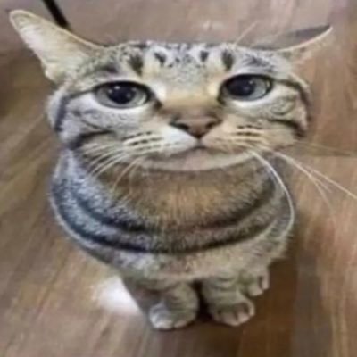 __Qwerty0_'s profile picture. 18+ | Legoshi my beloved. also be warned my reposts may be freaky