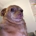 jetpupper (@jetpupper) Twitter profile photo jetpupper (@jetpupper) Twitter profile photo