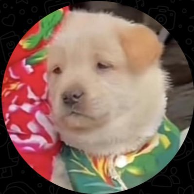 sweet_entp's profile picture. 