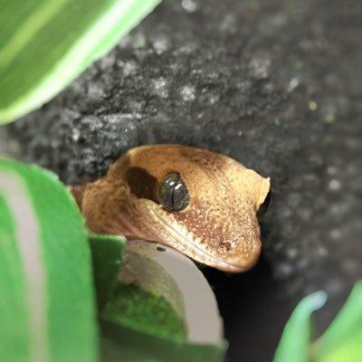 ずっと前からリーパーのことが好きでした。本当です。 🦎気づいたらサラシノ(るぅくん♂)(うぇんちゃん♂)とガーゴイル(ガネちゃん♂)とクレス(あーちゃん♀)とパラシュート(ぱりゃ♀)とオオバクチ(ネポス♀)とチャホア(ブライア多分♀)パラシュート(コンちゃん♂)とグランディス(ぺりゃ不明)が家にいました