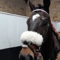 Purple Reins Racing (Like Minded Racing Friends)(@OddSocksHavana) 's Twitter Profile Photo