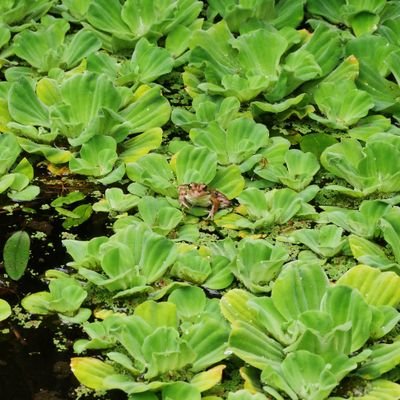 Cassou_Cass's profile picture. 🇨🇵 ~ 25 ~ plants and bumblebees lover ✨

📷 Insta : Littlecassou