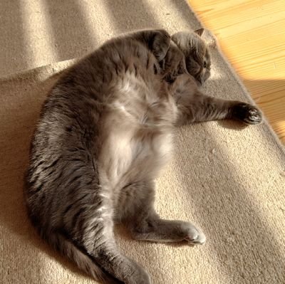 tomcat20131228's profile picture. ちよちゃん最推しのあおぎり箱推し、補足され用