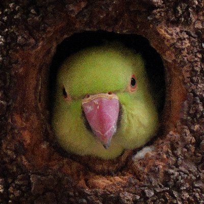 LalaKuronekko's profile picture. FF14休止中の黒猫。
FF11 Bismarck鯖 Ricott猫
インコ大好きです。現在近所のワカケちゃんのストーカー中(´・ω・) 使用カメラ：Nikon D850/Z6II/α7Ⅳ