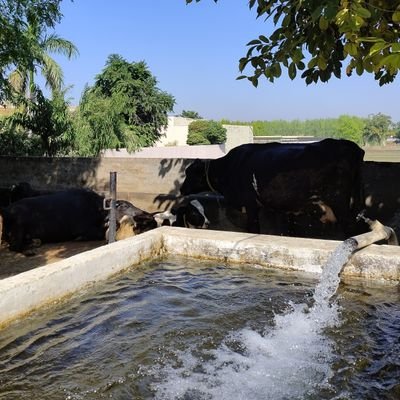 ਅਸੀਂ ਉੱਡੀਆਂ ਖੰਭ ਖਿਲਾਰ, ਪਰਬਤ ਸਾਡੇ ਆਲ੍ਹਣੇ 🕊️

#FarmersProtest 🌾💚