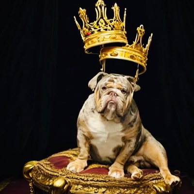 Mum of Barkley*Tha*Bulldog = KING OF SHENANIGANS 👑