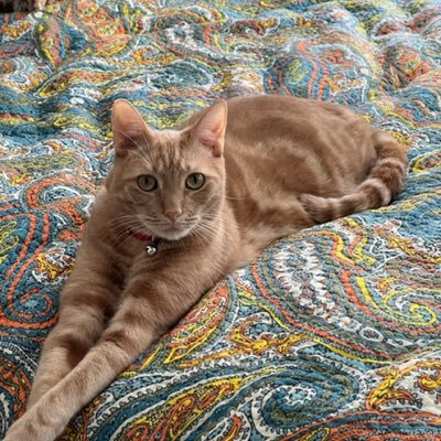 FLRCJH's profile picture. 