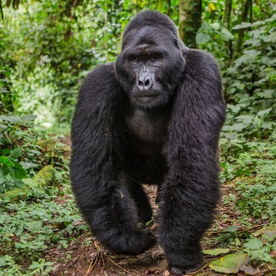 Andrewmikes1995's profile picture. gorillas are nice