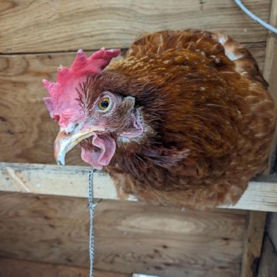 jeffreyshafto's profile picture. 