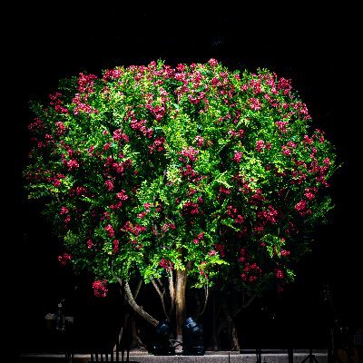 花や風景、時々Portrait
普段の何気ない情景や表情、仕草を主としています
#SONY #α7R5
Instagram：https://t.co/LlfOmGp4CB
