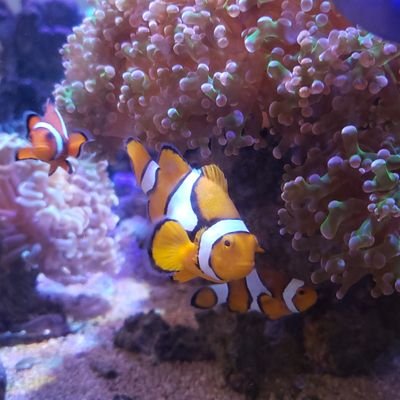 2009年に海水魚飼育スタート。30→45→60→90と順調にサイズアップ。
外部式、ゼンスイZC、自作オーバーフローでミニサブタンク連結、カクレクマノミの自家繁殖も体験。長く続けるコツは楽することとたまに新しい魚やサンゴを追加することですね。最近は安いフラグを育てて楽しんでます。水替えは半年に一回、添加剤無しです。