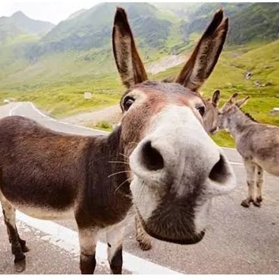 pandey ......jhonny pandit
from naughty uttar pradesh ....
.......kaanyakubj brahmin....
but i identify myself as dal!t ....
178 cms....