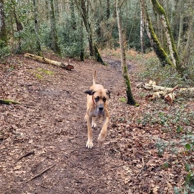 brookwoodpets's profile picture. Dog walker  and housesitter for dogs and cats when you're away. Fully insured, enhanced DBS clear, canine first aid trained.
