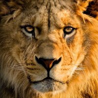 Nobody (@sarastopnik) 's Twitter Profile Photo Nobody (@sarastopnik) 's Twitter Profile Photo