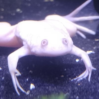 pudimdeleite62's profile picture. amo sapos