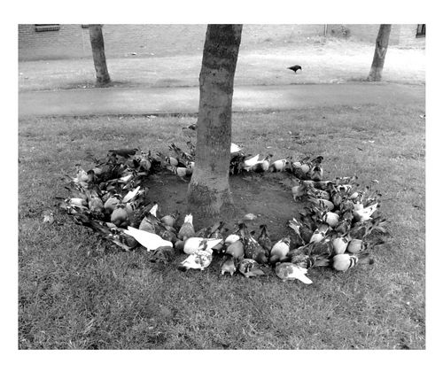 KatharineEira's profile picture. Kogumaza / Rattle / Etcetera