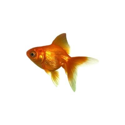 nafiyato's profile picture. nao sei oq, nao sei oq la
peixe peixando peixises