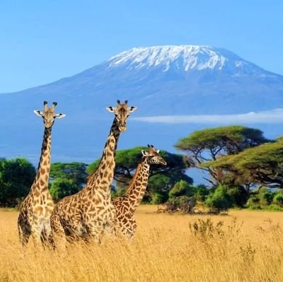 Welcome to the gateway of adventure, culture, and natural splendor! Nestled in the heart of Tanzania, Arusha beckons travelers with its diverse landscapes,