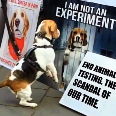 Beagle mum, passionate to stop laboratory experiments on all animals, in particular beagle puppies bred by MBR at Huntingdon