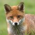 Fox2024 (✸,✸) (@fox2024359007) Twitter profile photo Fox2024 (✸,✸) (@fox2024359007) Twitter profile photo
