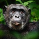 thomas Cosenza - @zestboi77638 - Twitter