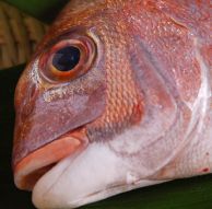 SSanpei's profile picture. 東京→宮城県石巻へ引っ越しました！