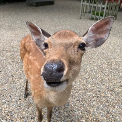 ゆきや@pkmn垢にいますさんのプロフィール画像