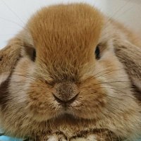 さんじ🐺🐊🎸 (@mwam_29sj) 's Twitter Profile