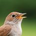 Francis the bird (@francisthebird) Twitter profile photo Francis the bird (@francisthebird) Twitter profile photo