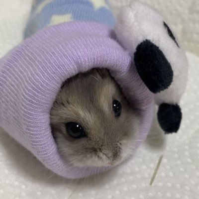 adorable hamsters for your healing - daily posts - 🐾