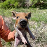 Texas Caleb (@texascaleb) 's Twitter Profile