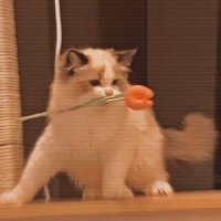 lex (@scalesuntilted) 's Twitter Profile