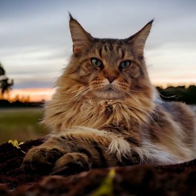 Maine Coon Cats Reny & Chewie.
❤ our furpals, napping, catnip & chatting about #LoveAnimals #Conservation #Biden2024. 🌈Hermes 🌈Beebie