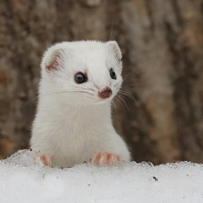 Qeont_Lac's profile picture. 