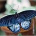 🦋 (@qrcbi) Twitter profile photo 🦋 (@qrcbi) Twitter profile photo