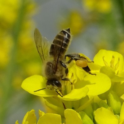 自然と気象のうつろい🌳にわか気象予報士が、山梨から気ままにツイートします🖍　#自然　#気象　#山梨