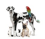 Forums, Articles, Blogs - all pets and exotics! Experienced members and admin. Unique rewards, freebies, promotions & competitions. Looking for writers!