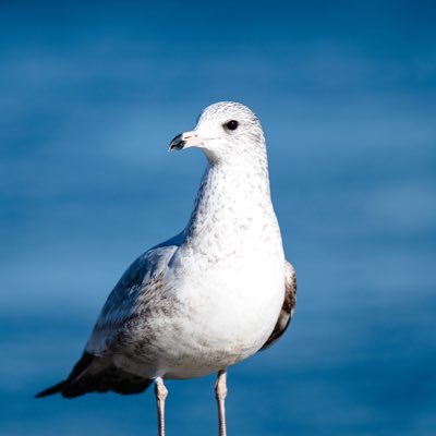 EastRiverHeron Profile Picture