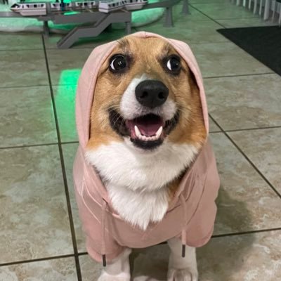 tri color corgi, treat enthusiast, amateur contortionist, lover of belly rubs, noted pooper