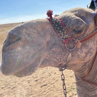 lleyniii's profile picture. 