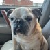 Bulldog Mom #BIDEN EXONERATED (@VickyegrifMom) Twitter profile photo