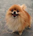 I'll be tweeting about mainly Pomeranians! Please follow me if you love Pomeranians.