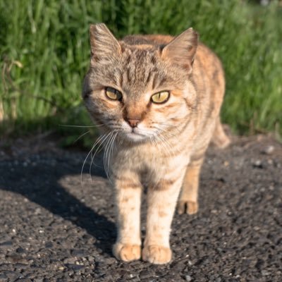あおいとり🐱写真集「ずっと気まま猫」発売中 (@bluebirdjourney